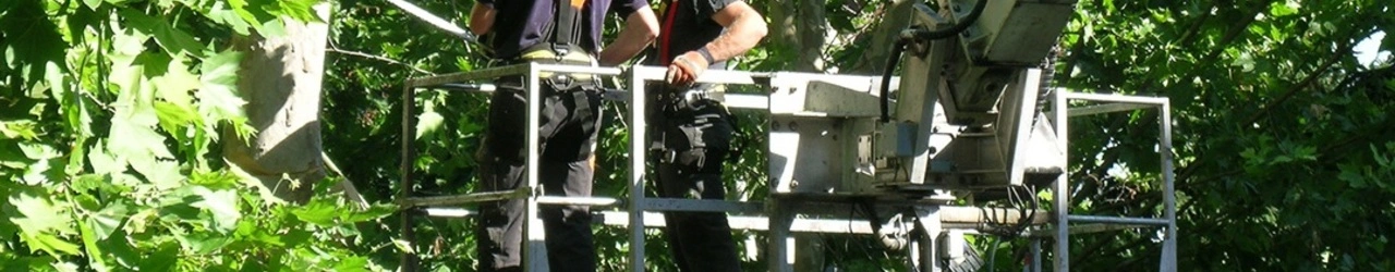Wycinka drzew Ciechanów