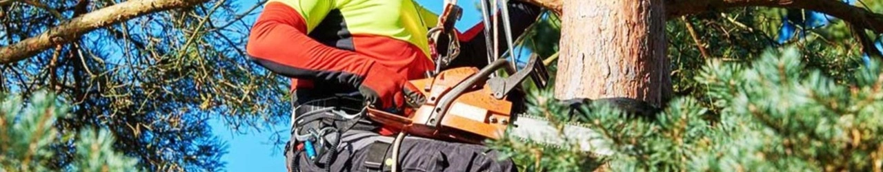 Wycinka drzew Tarnów – Profesjonalne Usługi Arborystyczne