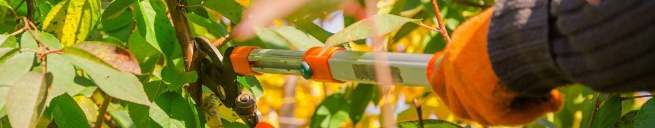 Ogrodnik Kraków – pielęgnacja i cięcie drzew, krzewów, sadów