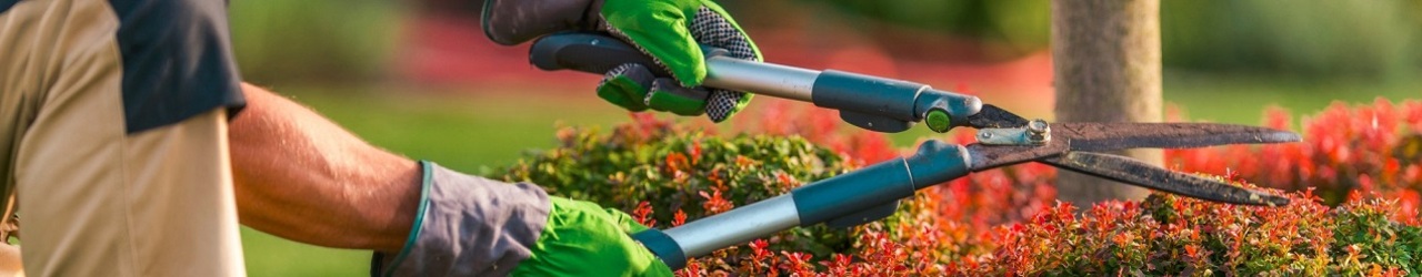 Usługi ogrodnicze Sicienko – zakładanie i pielęgnacja ogrodów