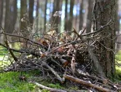 Zrębkowanie gałęzi Konstancin-Jeziorna