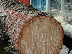 Tartak Płock