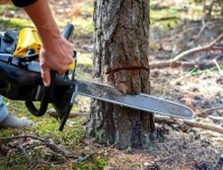 Wycinka drzew Tarnów – Profesjonalne Usługi Arborystyczne