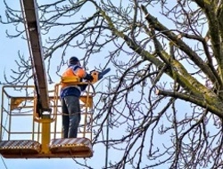 Wycinka drzew Otwock – arborysta i pielęgnacja drzew