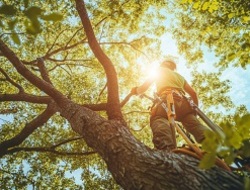 Ogrodnik Kraków – pielęgnacja i cięcie drzew, krzewów, sadów