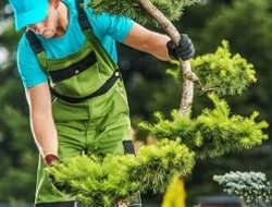 Wycinka i pielęgnacja drzew Włocławek - Usługi arborystyczne