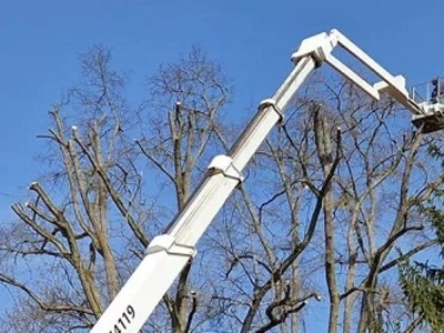 Wycinka drzew Złotów