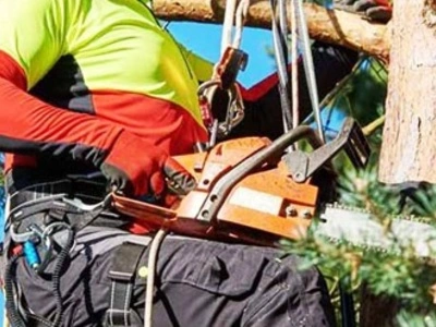 Wycinka drzew Tarnów – Profesjonalne Usługi Arborystyczne
